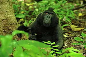 Celebes Crested Macaque / Crested Black Macaque