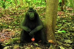 Penis: Celebes Crested Macaque / Crested Black Macaque