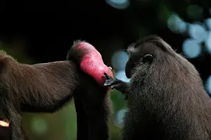 Nigra: Celebes Crested Macaque / Crested Black Macaque