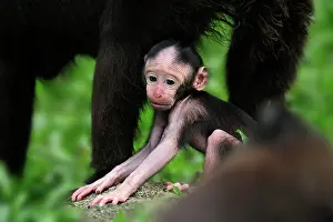Nigra: Celebes Crested Macaque / Crested Black Macaque