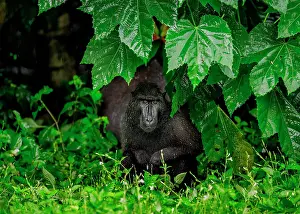 Liquid: Celebes crested macaque (Macaca nigra) is sittin