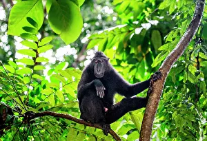 Sittin: Celebes crested macaque (Macaca nigra) is sittin