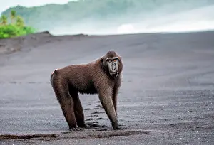 Catarrhini: Celebes crested macaque (Macaca nigra) is standi