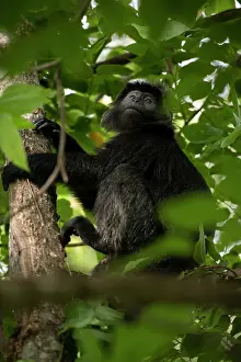 Simiiformes: Celebes Crested Macaque in tree - Critically Endangered - We
