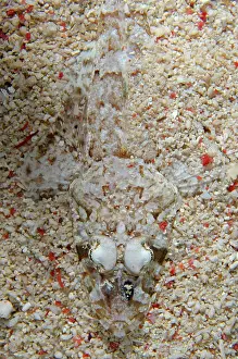 Bangka: Celebes Flathead - Murex House Reef dive site