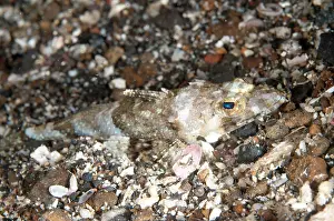 Nudi: Celebes Flathead during night dive