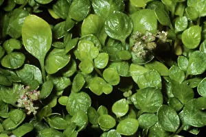 Celery: Celery
