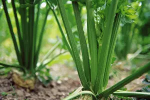 Celery: Celery