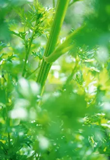 Celery: Celery
