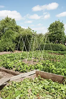 Allotment: Celery