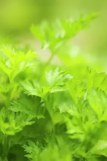 Celery: Celery