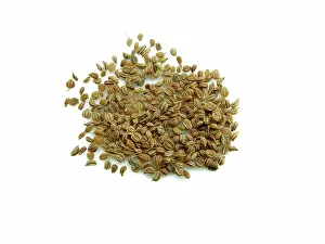 Celery: Celery Seeds