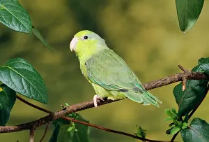 Coelestis: Celestial Parrotlet
