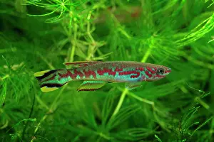 Cyprinodontiformes: Celiae Killifish (Aphyosemion celiae) male in aquarium