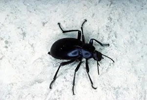 Cellar: CELLAR BEETLE