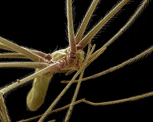 Pholcus: Cellar or 'Daddy-long-legsI Spider