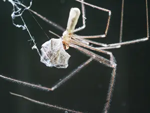 Cellar: Cellar Spider - feeding on house spider - UK