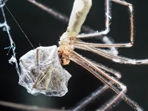 Cellar: Cellar Spider - feeding on house spider- UK