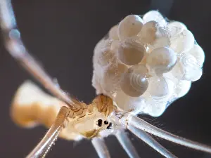 Visible: Cellar Spider - female with eggs - spiderlings legs visible