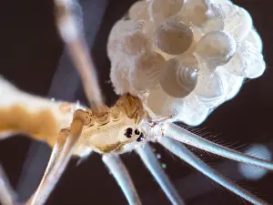 Visible: Cellar Spider - female with eggs - spiderlings legs visible