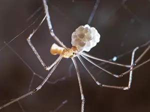 Steve Downer: Cellar Spider - female with eggs - UK