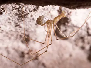 Steve Downer: Cellar Spider - female with eggs - UK