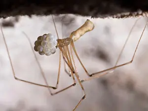 Steve Downer: Cellar Spider - female with eggs - UK