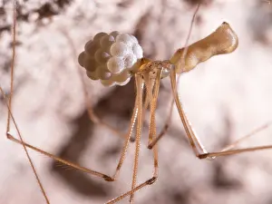 Steve Downer: Cellar Spider - female with eggs - UK