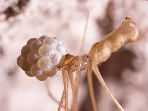 Steve Downer: Cellar Spider - female with eggs - UK