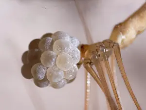 Steve Downer: Cellar Spider - female with eggs - UK