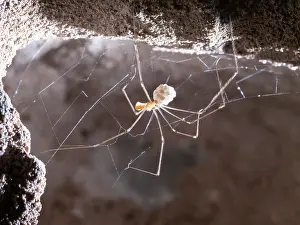 Steve Downer: Cellar Spider - female with eggs - UK
