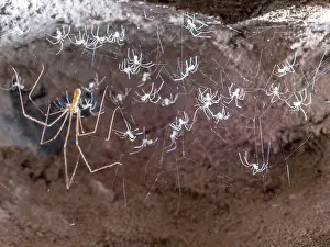 Hatched: Cellar Spider - female with hatched spiderlings - UK