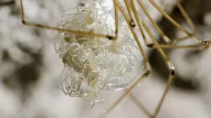 Newly: Cellar spider - female holding newly hatched spiderlings - U
