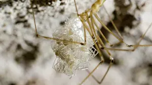 Newly: Cellar spider - female holding newly hatched spiderlings - U