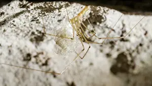 Newly: Cellar spider - female holding newly hatched spiderlings - U
