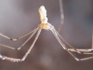 Steve Downer: Cellar Spider - female - UK