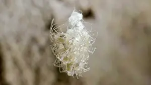 Suspended: Cellar spider - newly hatched spiderlings suspended on web -