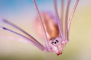 Cellar: Cellar Spider - Norfolk UK