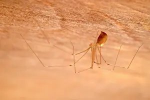 Cellar: Cellar Spider - Norfolk UK