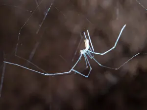 Spiderling: Cellar Spider - spiderling after 1st moult with longer legs