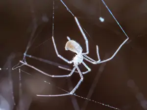 Spiderling: Cellar Spider - spiderling - UK