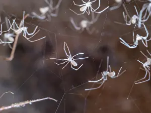Steve Downer: Cellar Spider - spiderlings - UK