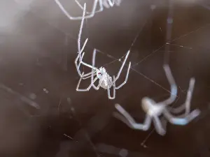 Steve Downer: Cellar Spider - spiderlings - UK