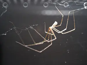 Suspended: Cellar Spider - suspended from web- UK