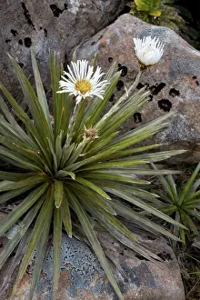 Celmisia: Celmisia armstrongii
