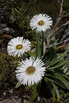 Celmisia: Celmisia semicordata distribution: alpine grasslands