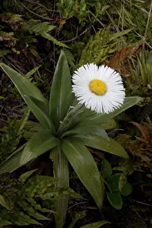 Celmisia: Celmisia verbascifolia