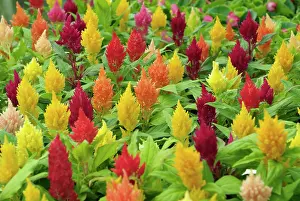 Composition: Celosia