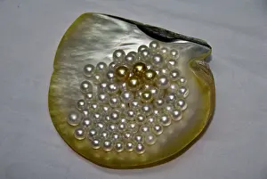 Cendana: Cendana pearls from pearl farm in Aljui
