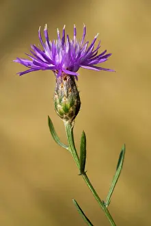 Pescara: (Centaurea arenaria)